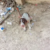 توله آلمانی دنبلان یاب