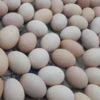 تخم مرغ رسمی و بومی زیر قیمت