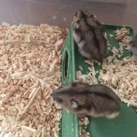 همستر نژاد کمپل انگلیسی|موش و خرگوش|سقز, |دیوار