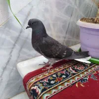 کبوتر مفلق سیاه گلدم 13 دم گرفتنی