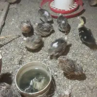 بلدرچین