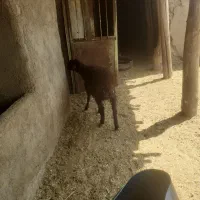 بره ماده