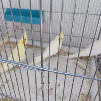 عروس هلندی ، کوتوله برزیلی و مرغ عشق پروانه ای