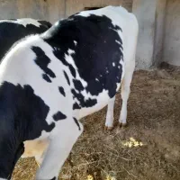 دو عدد گوساله یا  تلیسه اماده تلقیه ۱۶ ماه