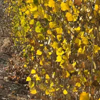 نهال انگور سیاه سردشت و ترکمن ۴ و گردو و توت