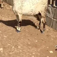 بزغاله و آفریقایی میش|حیوانات مزرعه|ساری, |دیوار