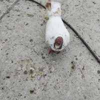 سلام کبوتر گرفته شده