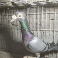 ماده سبز کاریر 3میلیون   ماده مولمنز  1800|پرنده|تربت‌حیدریه, بالا ولایت|دیوار