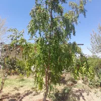 باغ ۱ هزار متری در اشتهارد مرداتپه مزرعه گنجی