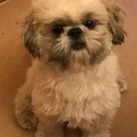 واگذاری سگ خانگی شیتزو