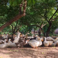 تخم اردک تازه و محلی|خوردنی و آشامیدنی|نجف‌آباد, رجایی شمالی|دیوار