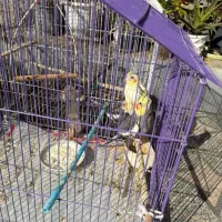 پرنده عروس هلندی سخنگو|پرنده|قائمشهر, |دیوار