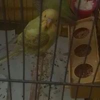 یک جفت مرغ عشق انگلیسی با وسایل