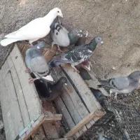 کبوتر|پرنده|اهواز, حصیرآباد|دیوار