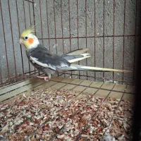 عروس هلندی با وسایل