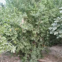 رهن و اجاره خانه روستایی|اجارهٔ خانه و ویلا|جوادآباد, |دیوار