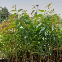 نهال لیمو،مرکبات اکالیپتوس نخل|خدمات باغبانی و درختکاری|جهرم, |دیوار