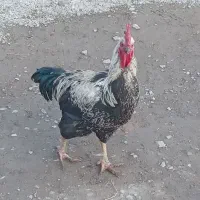 خروس|حیوانات مزرعه|انزل, |دیوار