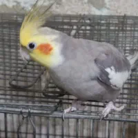 پرنده خونگی(لیمو)