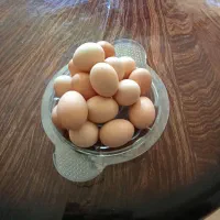 فروش تخم مرغ محلی کلی وجزیی