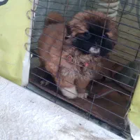 سگ پاکوتاه آموزش دیده روی سرویس بهداشتی