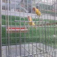 طوطی برزیلی مولد معاوضه با قناری