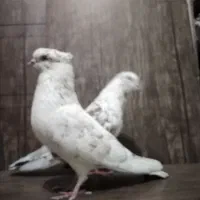 کبوتر|پرنده|هرسین, |دیوار