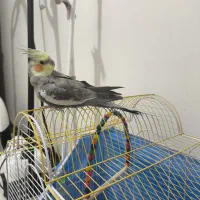 عروس هلندی نر سخنگو همراه با قفس|پرنده|فولادشهر, مسکن مهر فولادشهر|دیوار