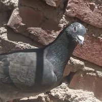 کبوتر مینا نر..