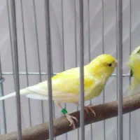 قناری واتر اسلاگر|پرنده|مهدی شهر, |دیوار