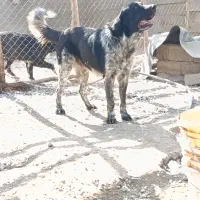 واگذاری سگ نگهبان گله ای همه چی تموم|سگ|پیر بکران, |دیوار