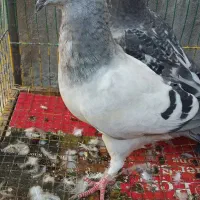 فروش یامعاوضه 3جوجه کبوترموریسردلبر|پرنده|برازجان, |دیوار