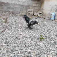 فروش جوجه خروس ۷ماهه سلطان|حیوانات مزرعه|پارس‌آباد, |دیوار