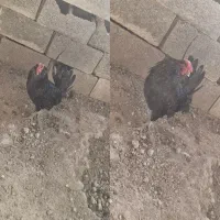 خروس گلین مشکی درجه یک