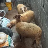 گوسفند نر خوراک خور