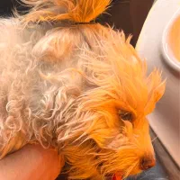 واگذاری سگ شیتزو|سگ|سهند, |دیوار