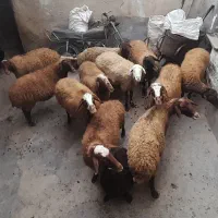 سلام|حیوانات مزرعه|اسدآباد, |دیوار