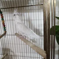 عروس هلندی آلبینو نر