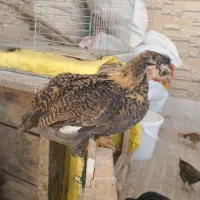 جوجه گلین