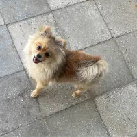 سگ پامر گمشده