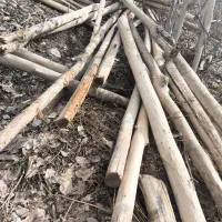 دار چنار|مصالح و تجهیزات ساختمان|سروآباد, |دیوار