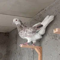 کفتر صید|پرنده|مشهد, شهید قربانی|دیوار