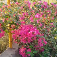 پول پیدا کردم