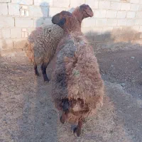 میش چاق|حیوانات مزرعه|تربت جام, جامرود|دیوار