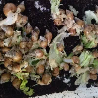 سرگرمی|خزنده|فولادشهر, بوستان خلیج فارس|دیوار