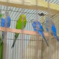 مرغ عشق|پرنده|کارون, |دیوار