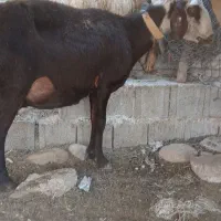 میش