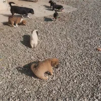 توله سگ سوسیسی