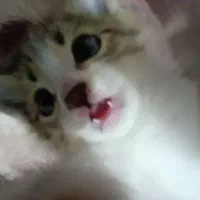 واگذاری بچه گربه|گربه|آمل, |دیوار