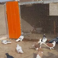 کبود دمسفید ماده